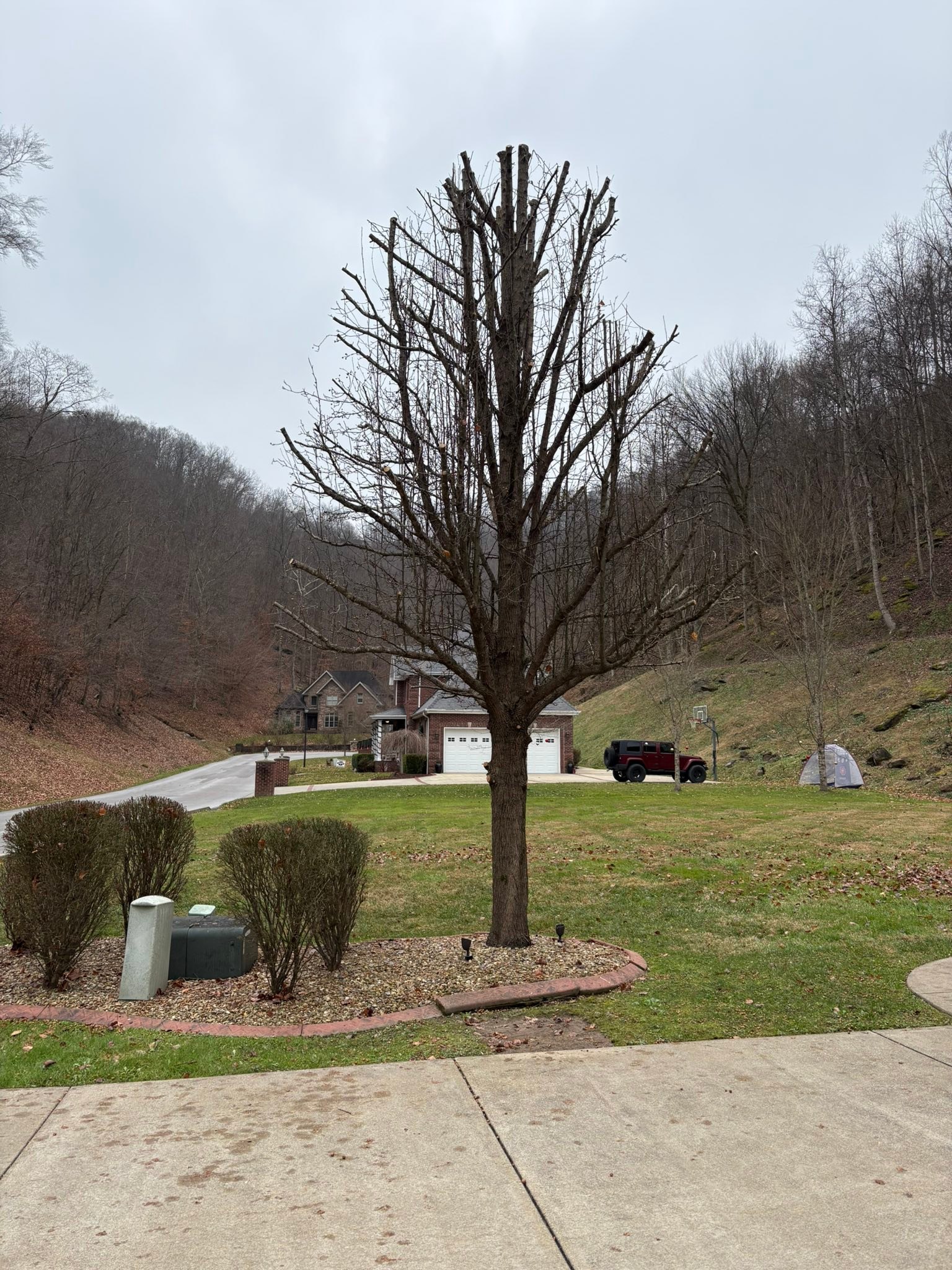 Our team was glad to help with... - Top Notch Tree Care | Facebook