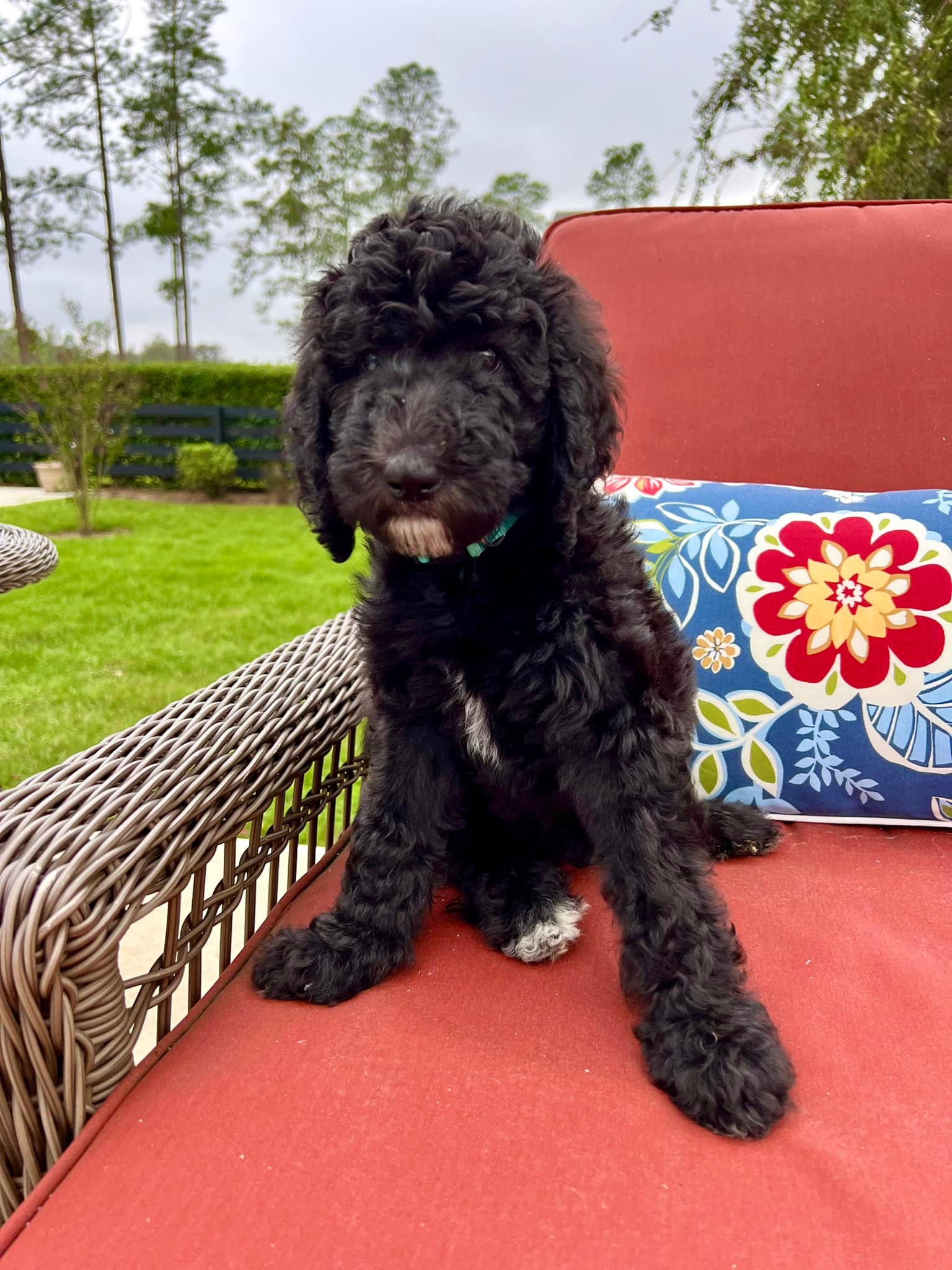 Jessie is our last available... - Clifton Ranch Doodles | Facebook