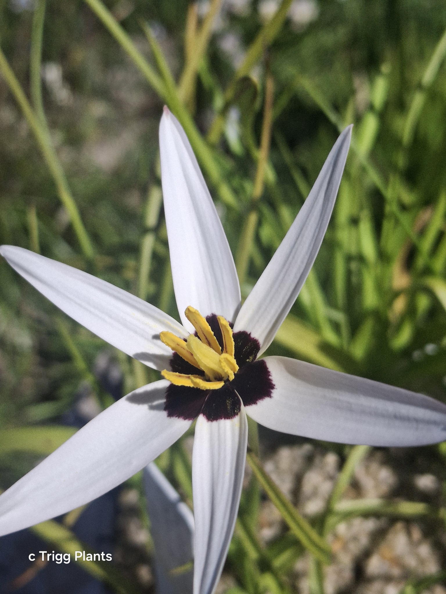 Rare Pauridia species like capensis and scullyi