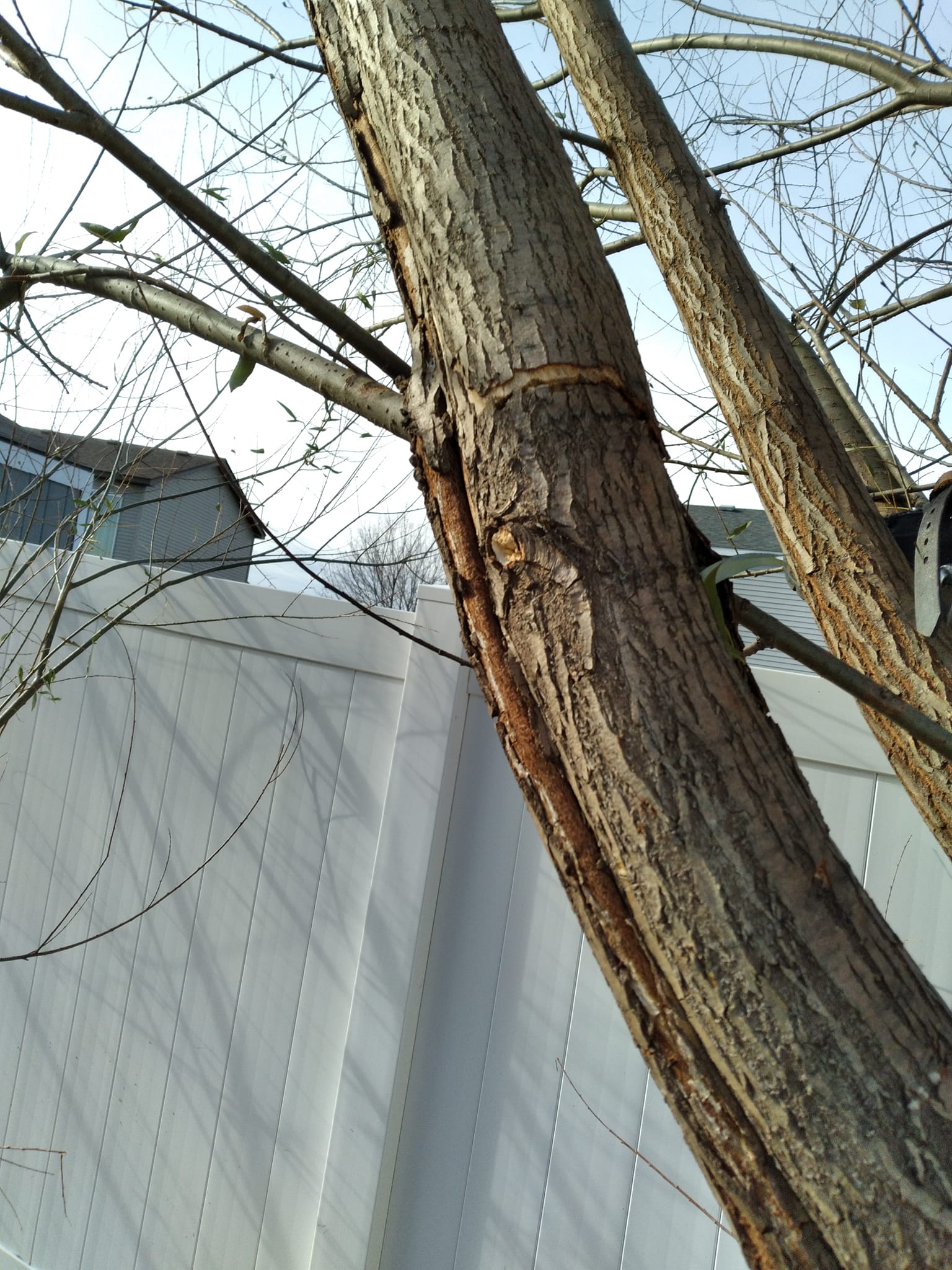 Murphy's Tree Service