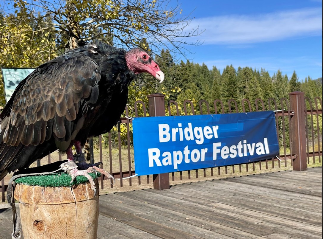 Bridger Raptor Fest
