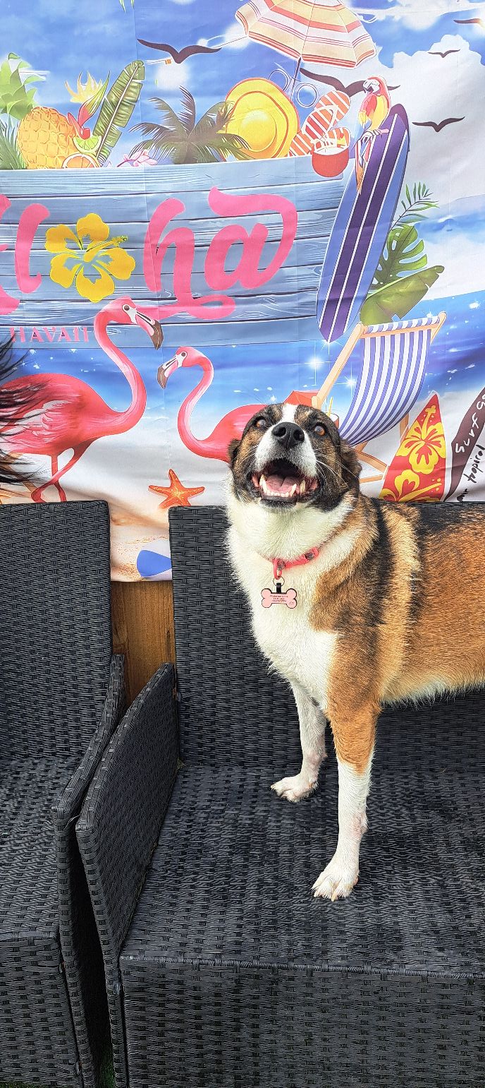 Centre Paws Ltd | Wallasey
