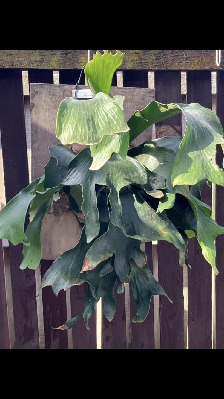 P.hillii 'Rod Pattison' staghorn grown in Australia