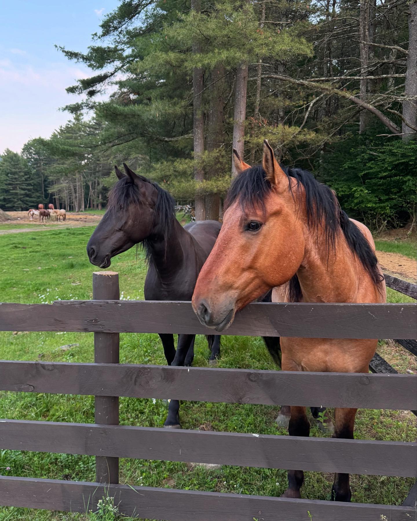 Mountain View Rocking B Ranch | Lake Luzerne NY