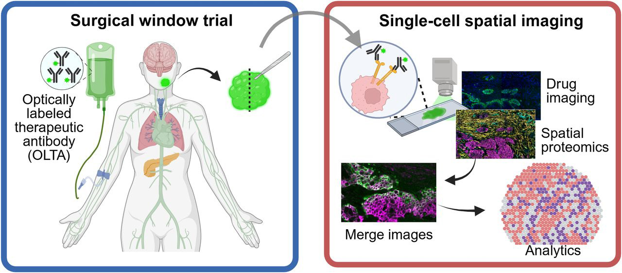 Researchers have developed a multiplex imaging platform that