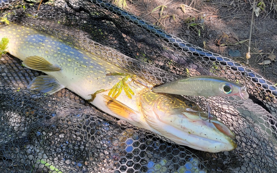 shimano carbon rod Clarus F Spinning 6'6