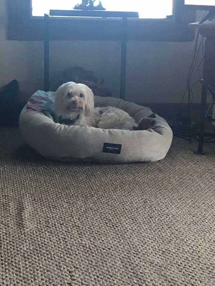 Leigh's - MISSING DOG EAGLE MO This is cotton . Heis about 11
