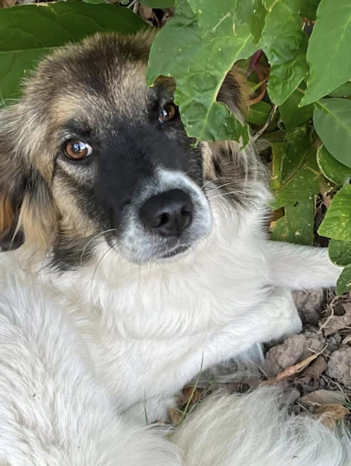 Leigh's - MISSING DOG EAGLE MO This is cotton . Heis about 11