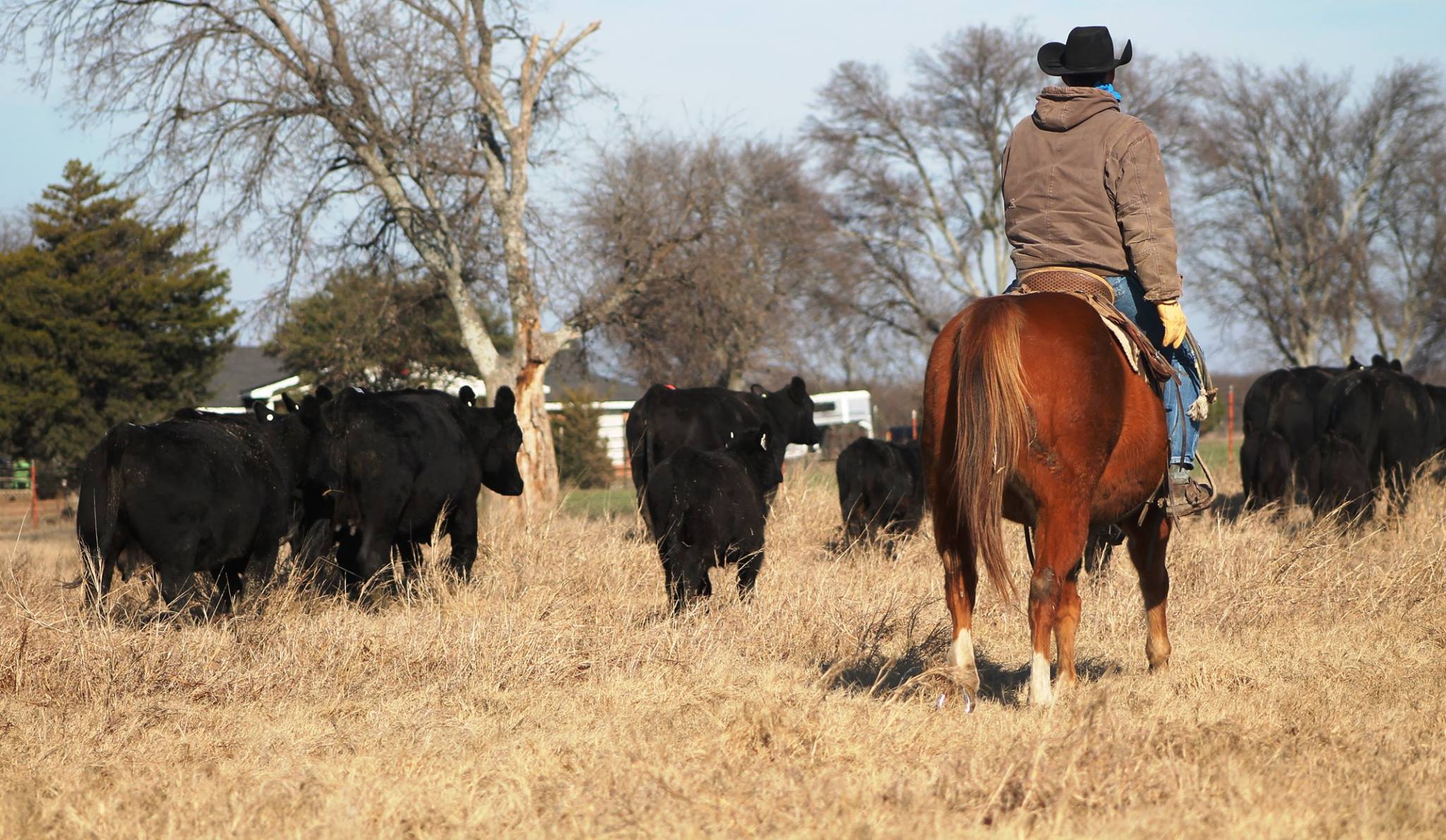 Schumacher Beef - The guys don't ride horses everyday, but... | Facebook