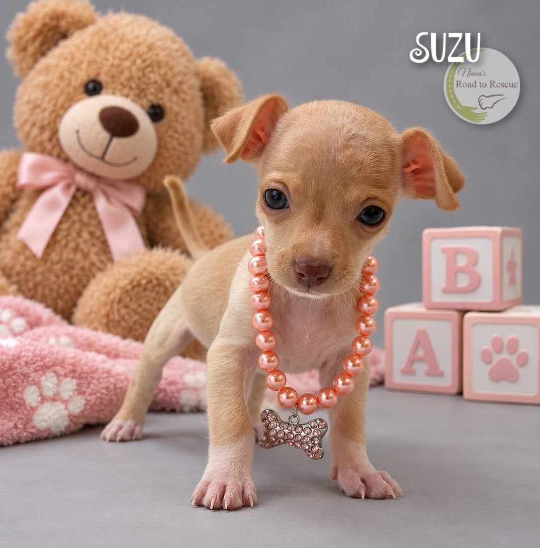 Puppyページです。 Adopt Suzu, a Chihuahua mix puppy, from Ninna's Road to Rescue in