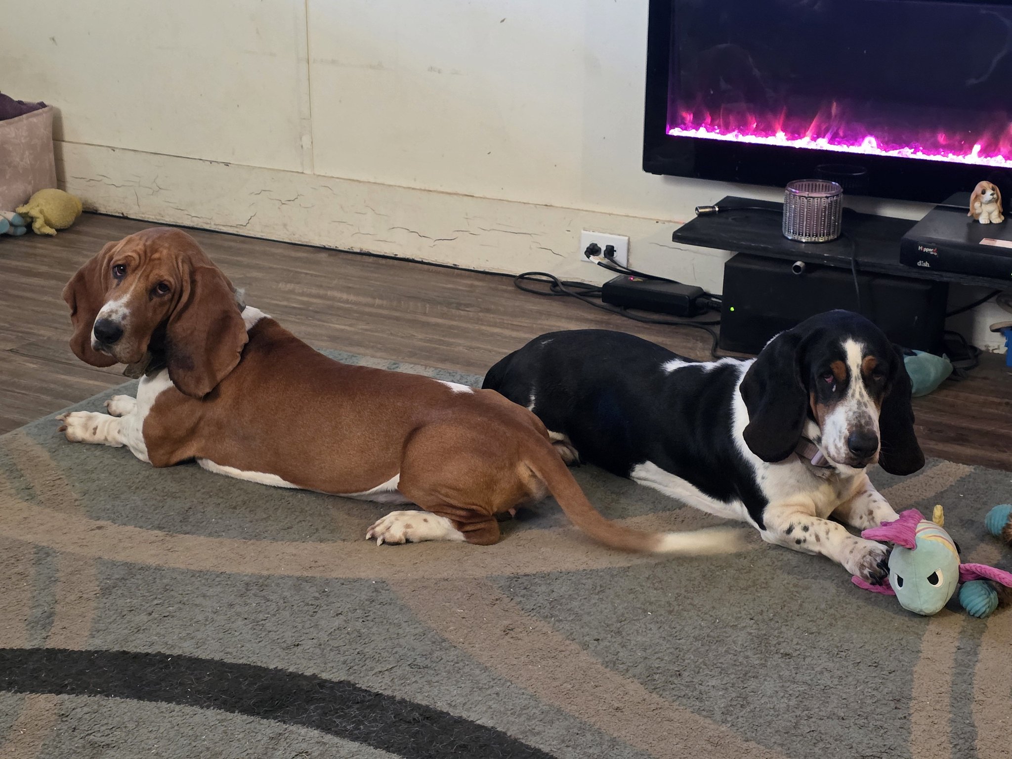 Happy Hound Bassets of... - Happy Hound Bassets of Whitney