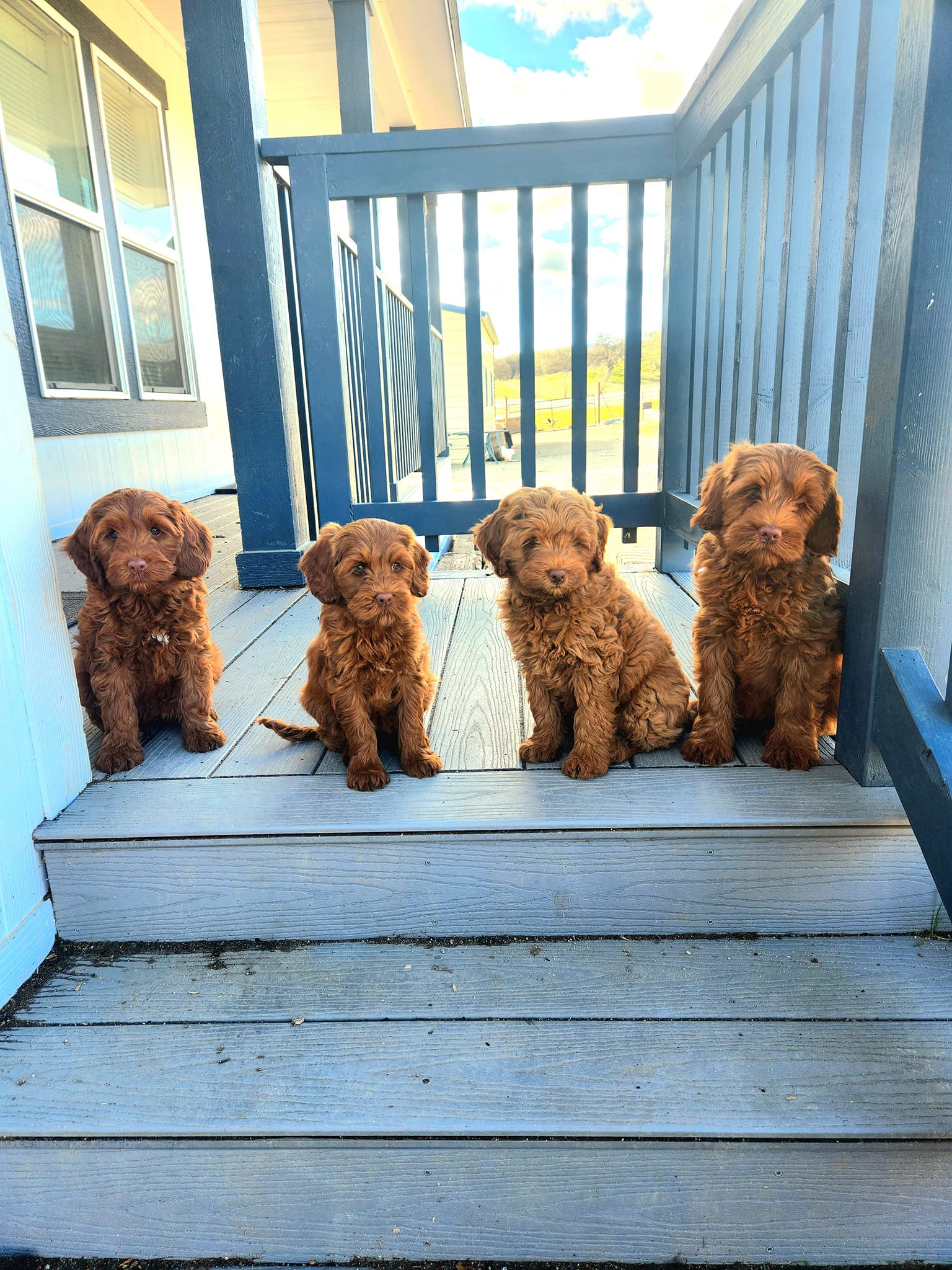 Freedom Ridge Labradoodles