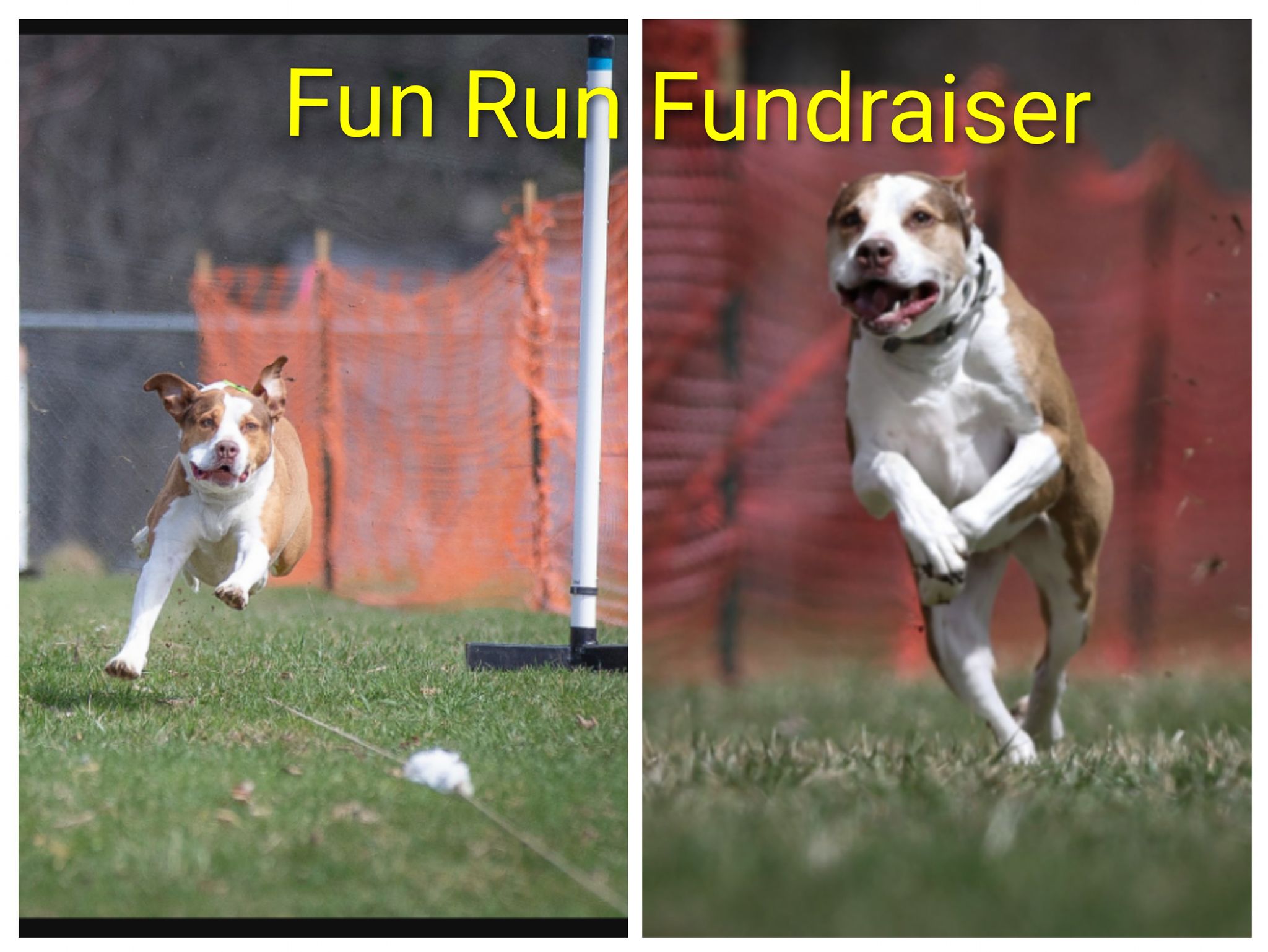Fast CAT Fun Run Fundraiser