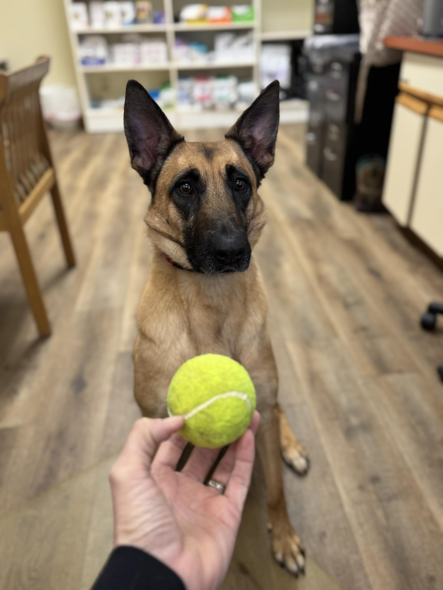 Rehoming a belgian malinois in Ohio