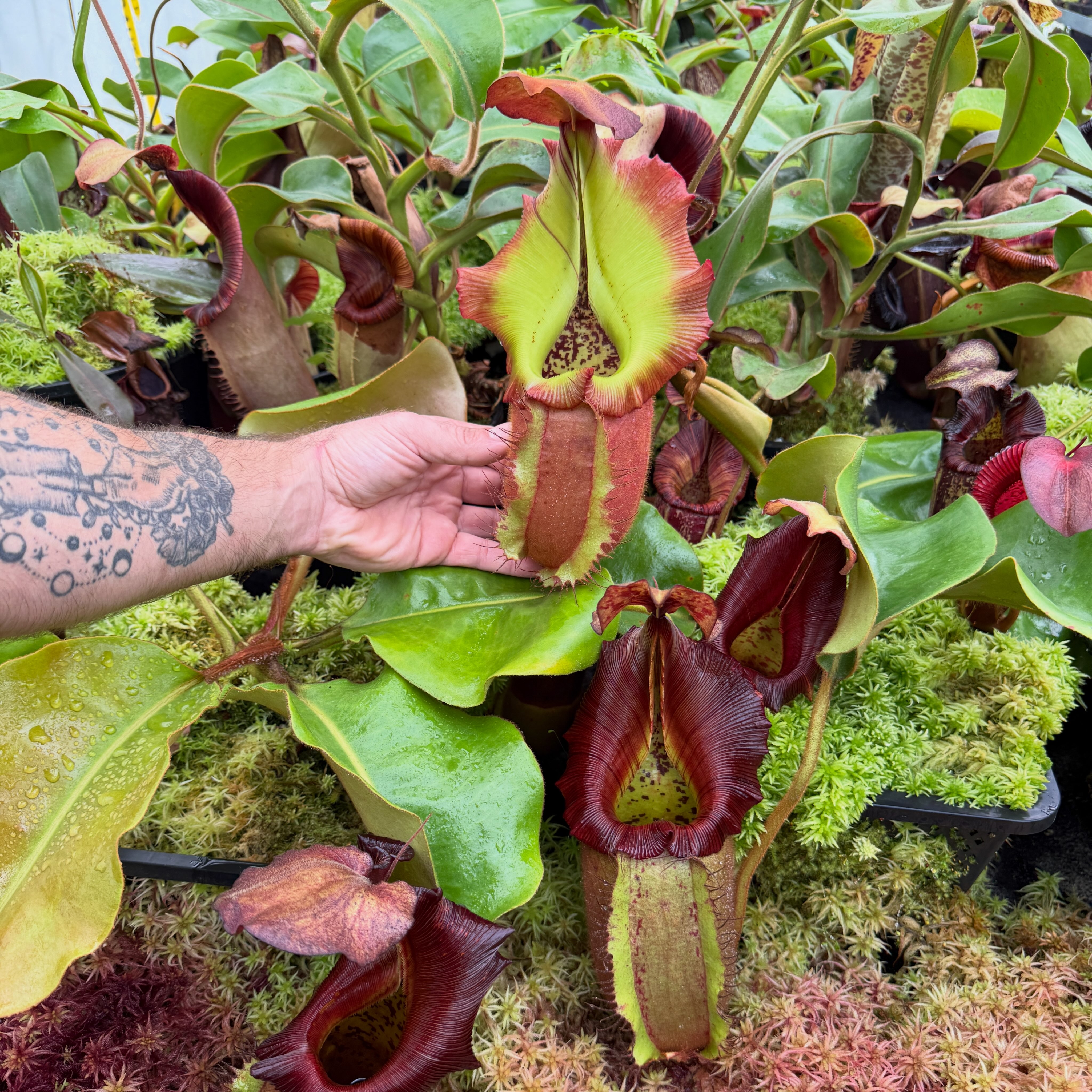 RedLeaf - Nepenthes veitchii 'Geoff Wong'💚 Our (x) grex with