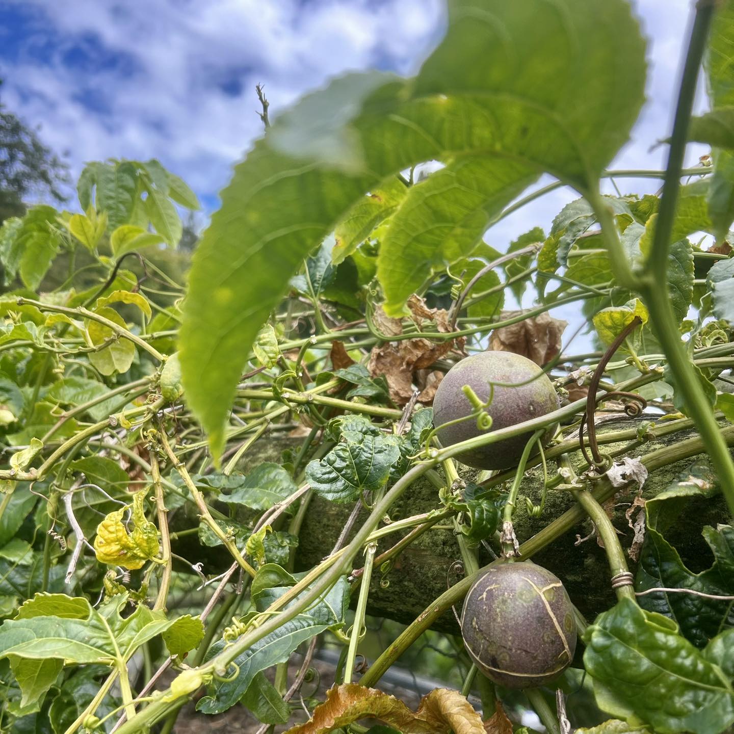 Our kitchen veggie gardens produce an abundance of organic produce 