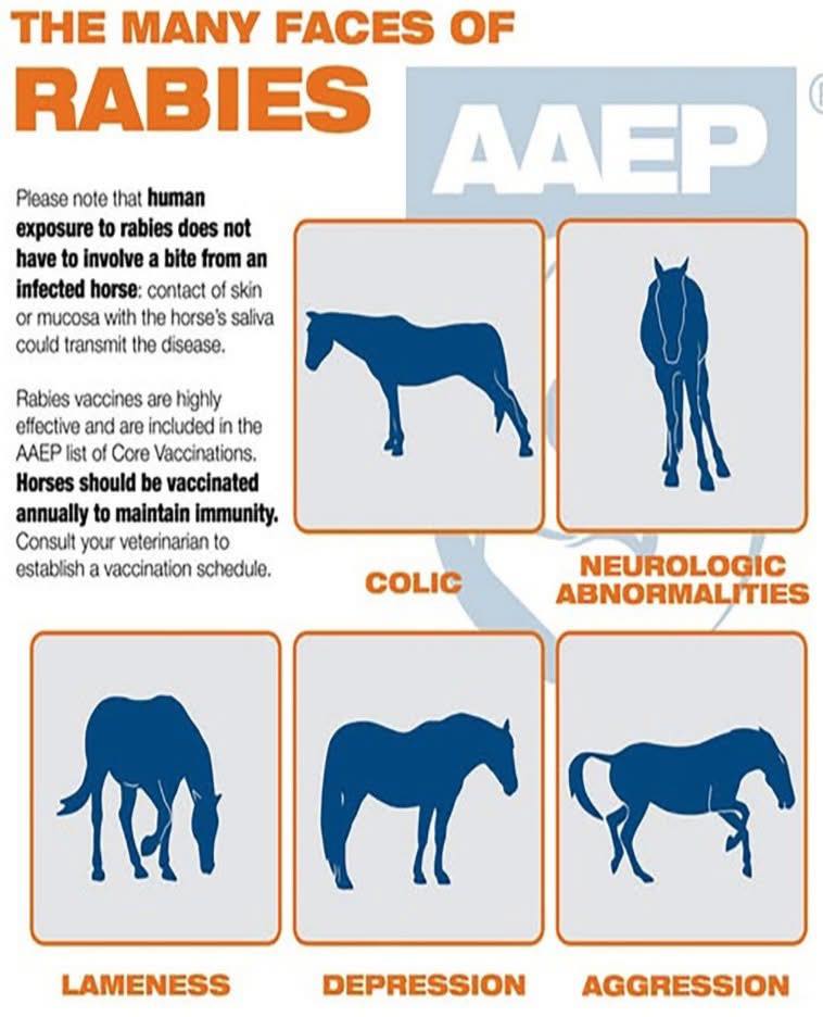 Rabies is rare... - Maple Ridge Mobile Veterinary Services | Facebook
