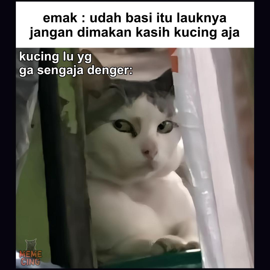 Memecing - p maksud? #meme #memekucing #kucing #kucinglucu | Facebook