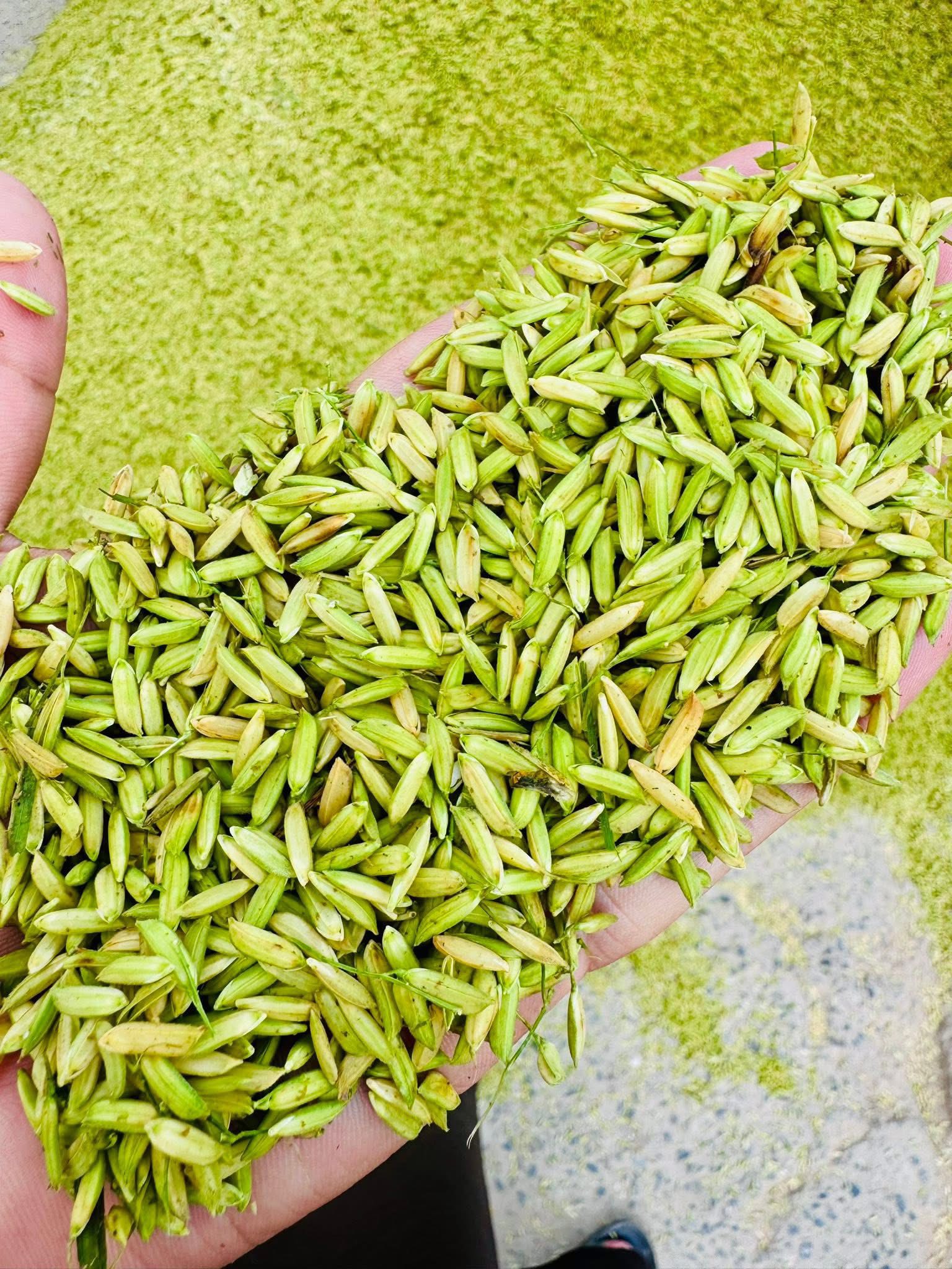 M Yaseen Rice Mills