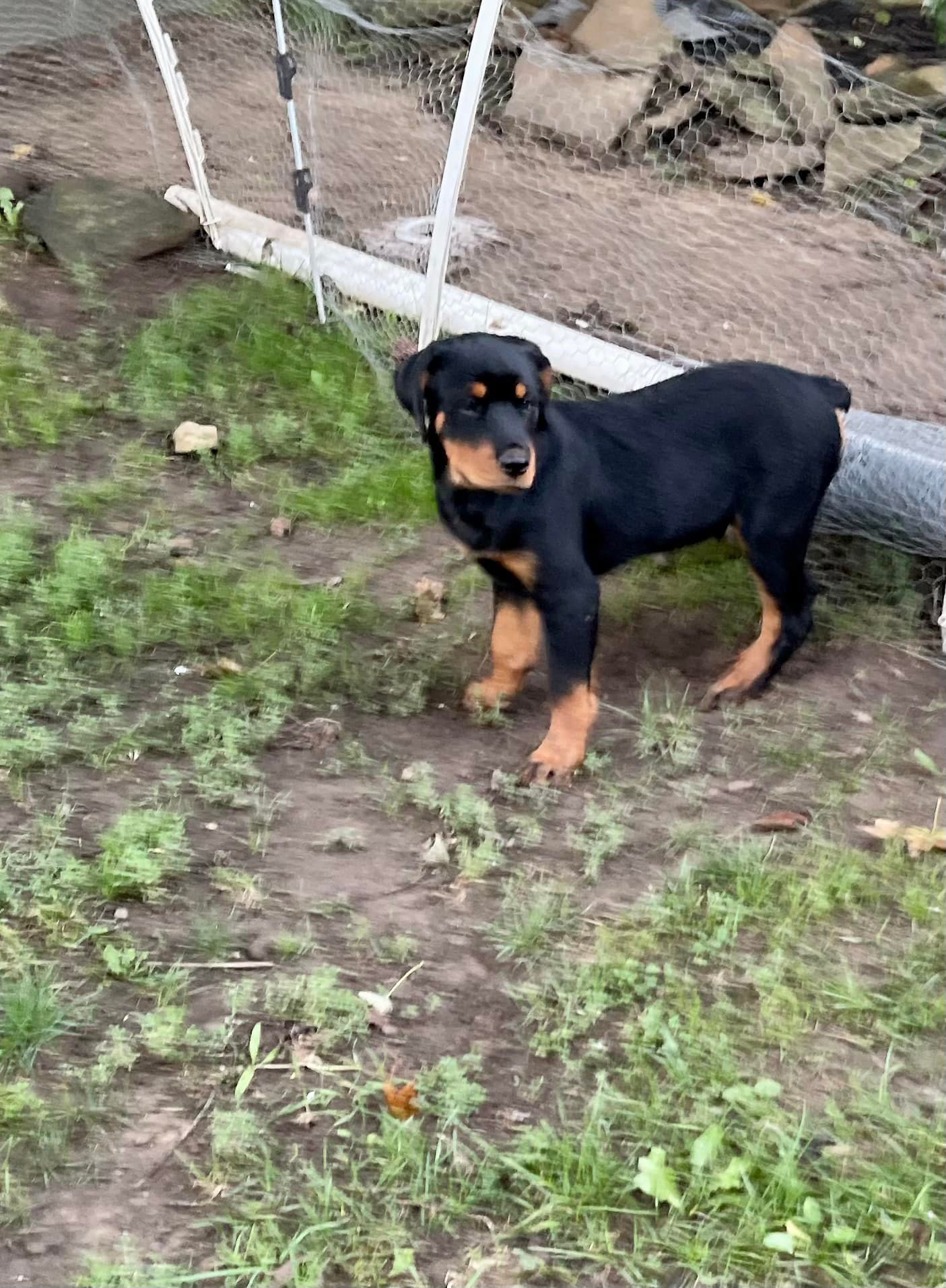 Buckeye Rottweiler’s