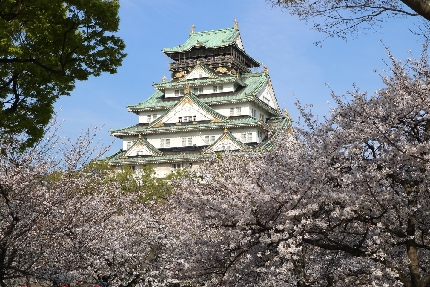 大阪 桜 満開 いつ