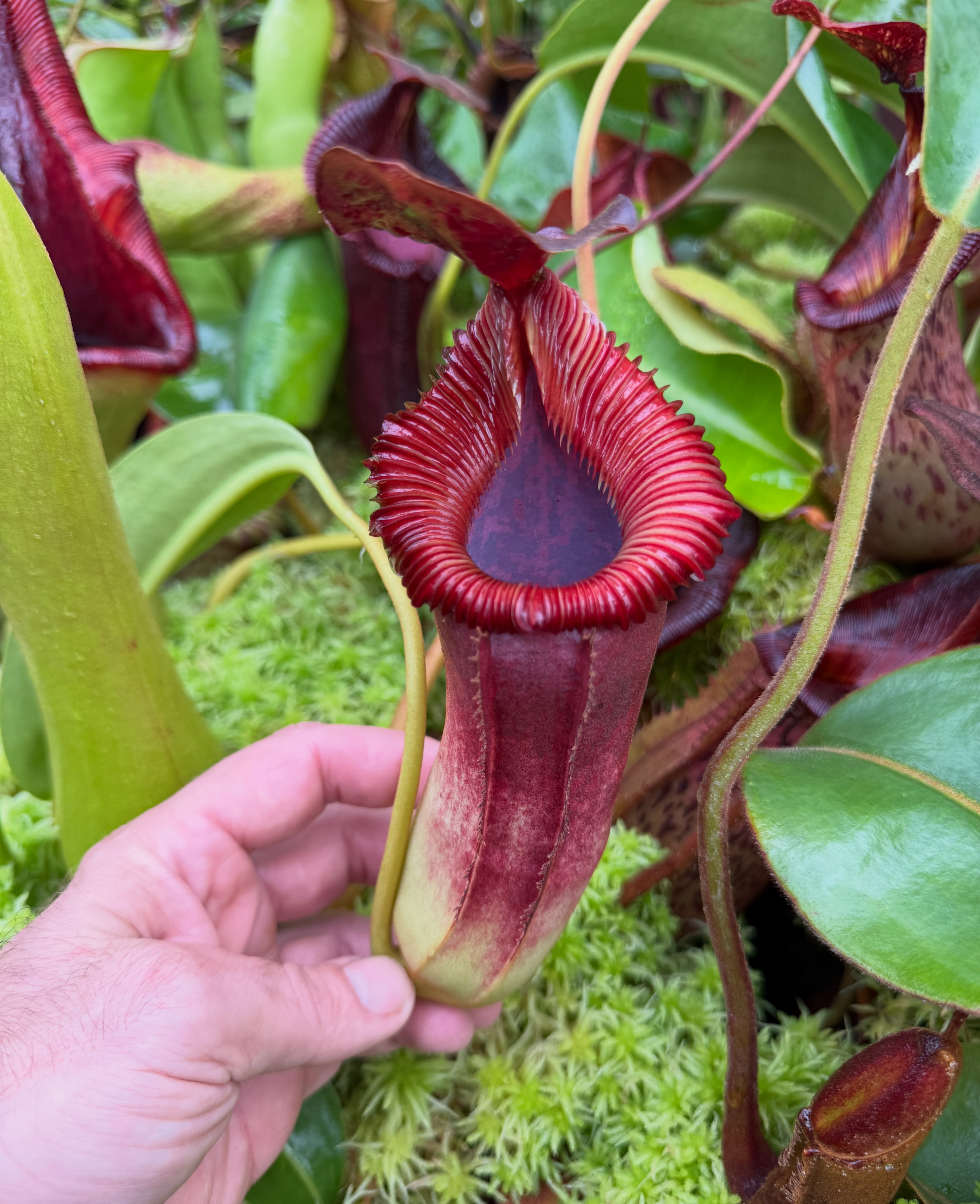 RedLeaf - N. veitchii (k) x (mollis x veitchii) is an in-house