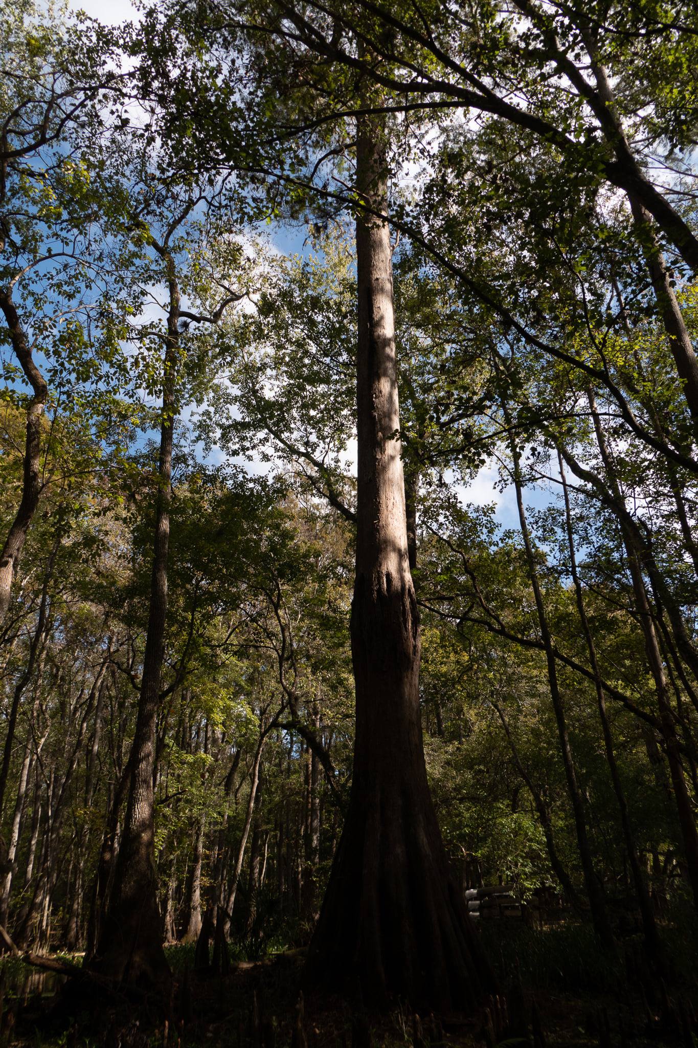 Hornsby spring has a beautiful run... - Santa Fe Hideaway FL | Facebook