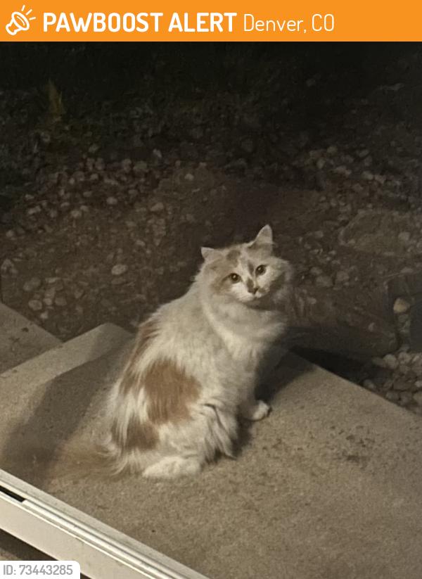🚨 This cat was SIGHTED YESTERDAY in Denver, CO 80236 near S