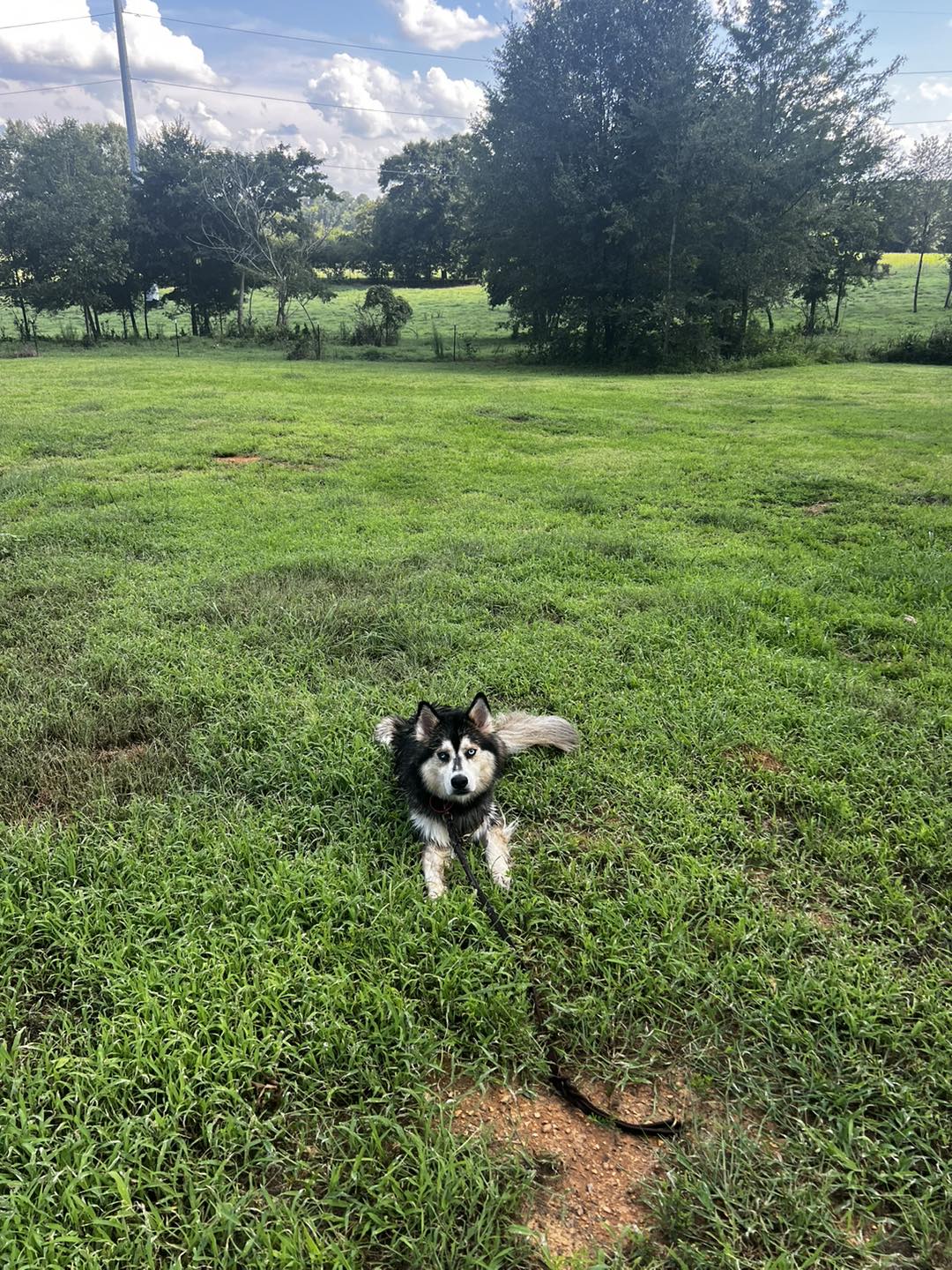 Dynamic K9 Auburn Indiana – Recently Adopted — Loyal K9 Rescue – SMZWL