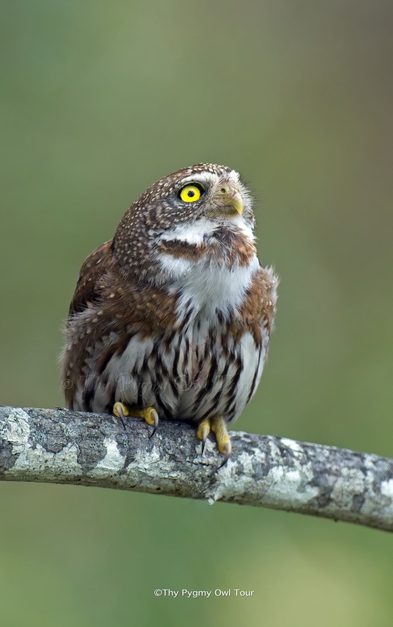Northern Pygmy Owl with distinctive yellow eyes