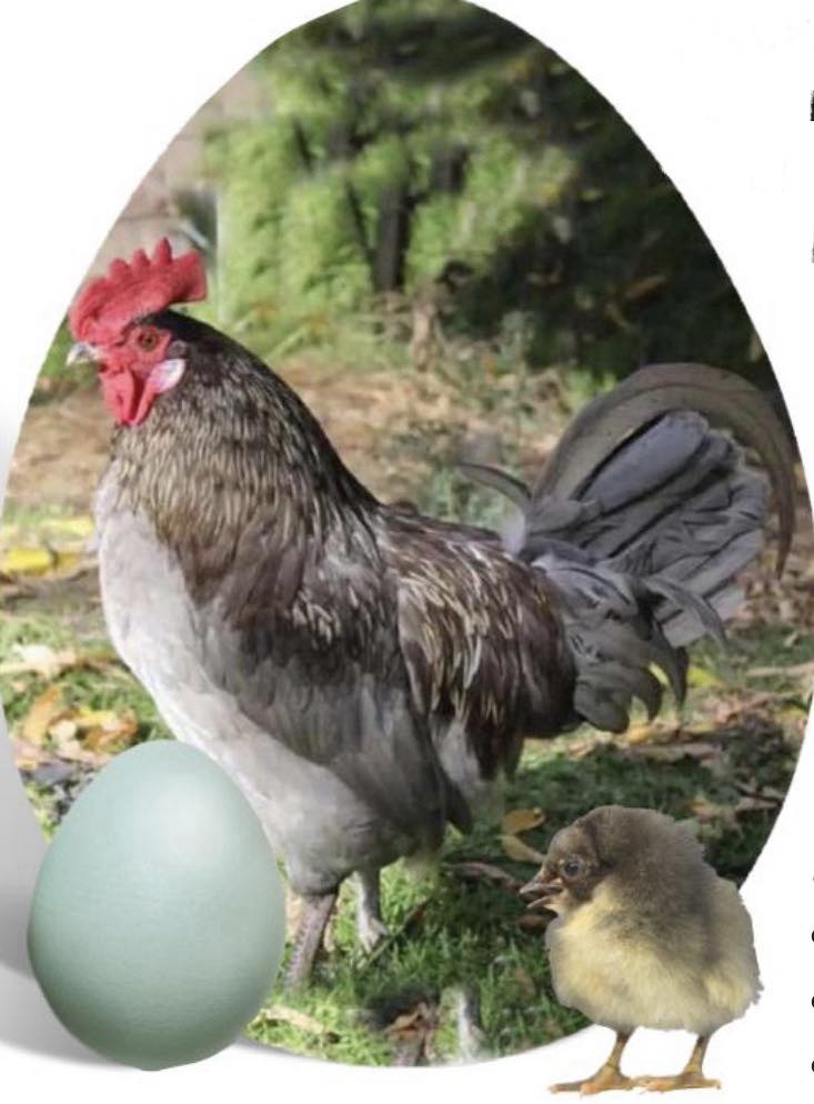 L L - 🐣 Chick Spotlight 🐣 Today’s Spotlight: Isbar / Silverrudd Blue 🗓️ ...