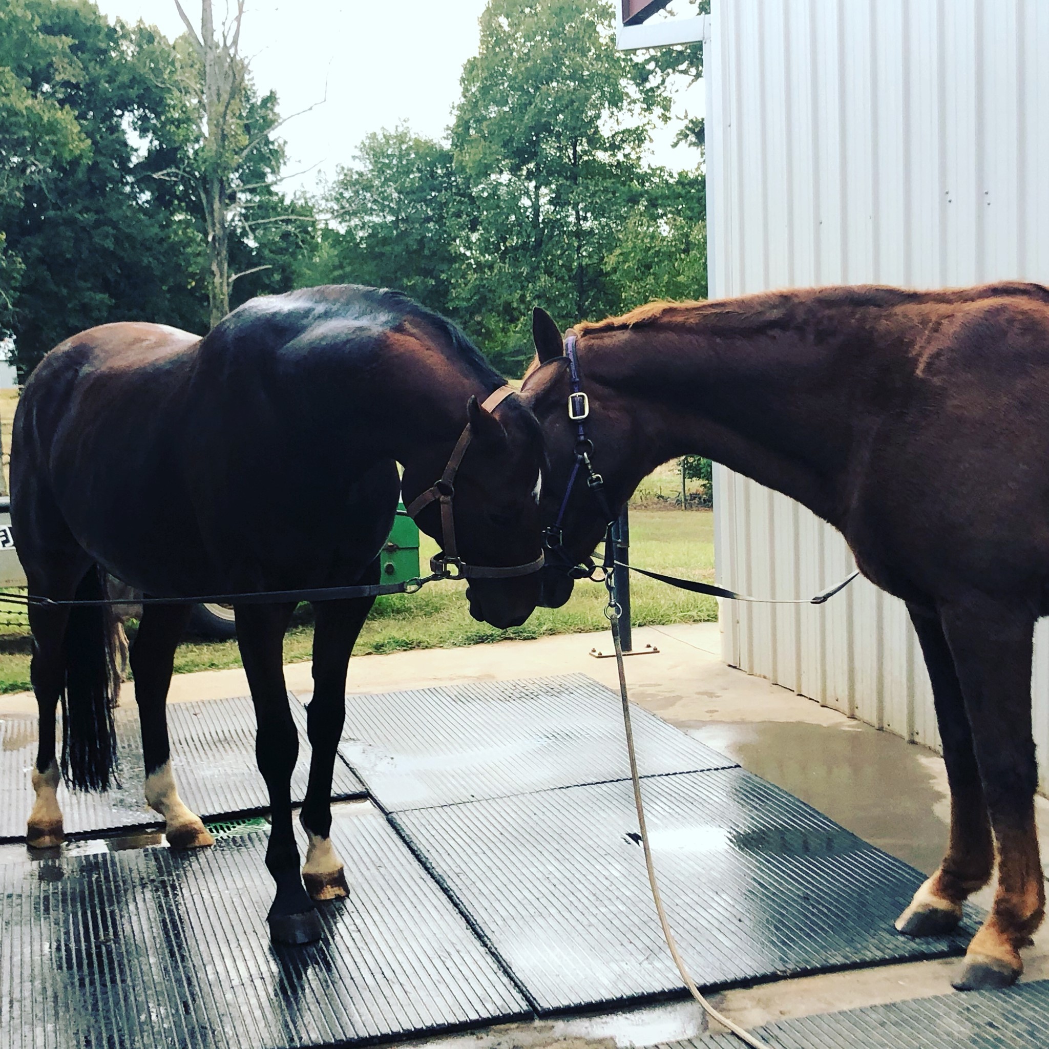 Barn, Tackroom & Trailer Design, DIY & Hacks | Ok I need pics of cradle ...