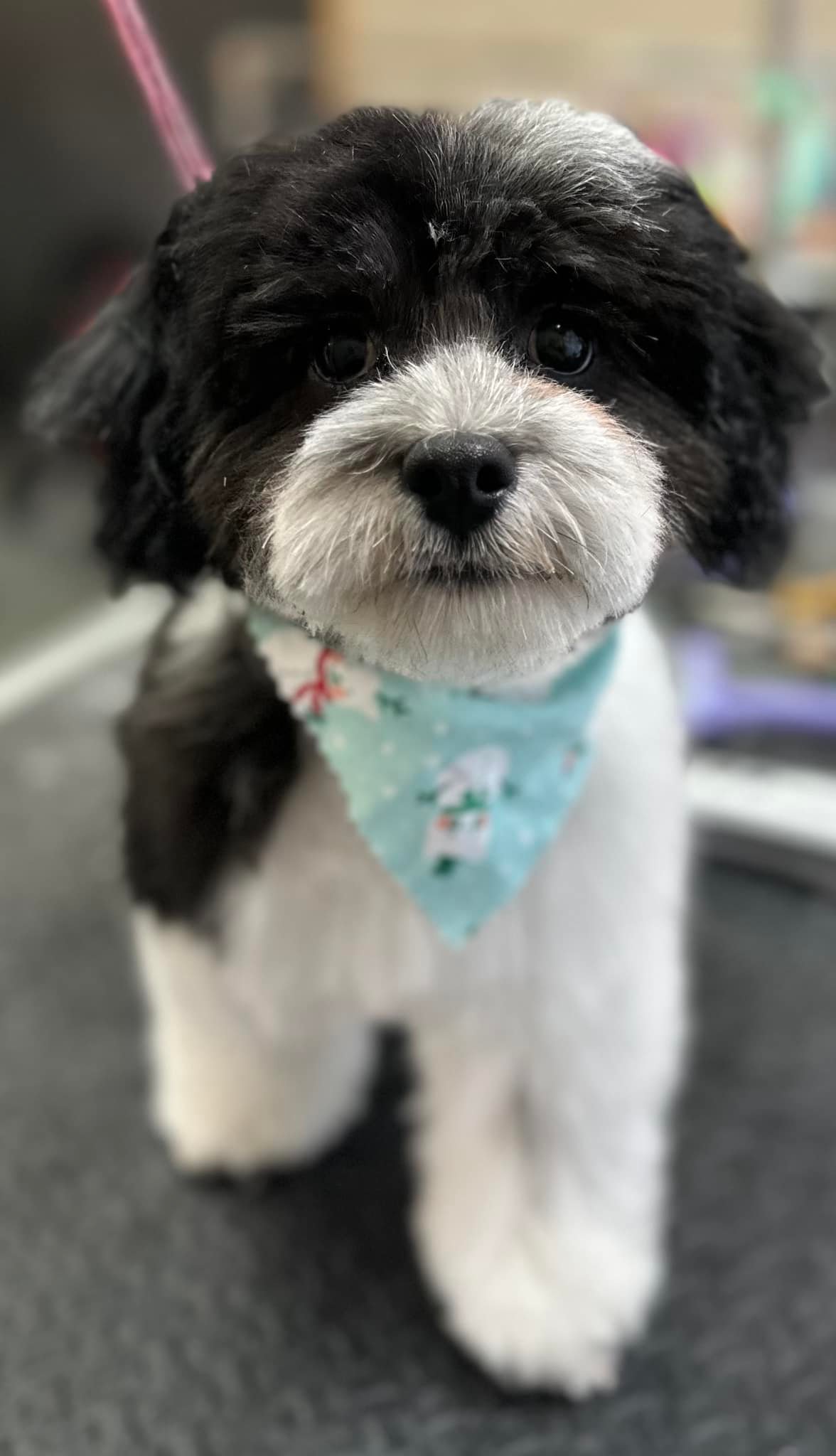 Puppy’s first full haircut alert... - Fluffhead Grooming LLC | Facebook