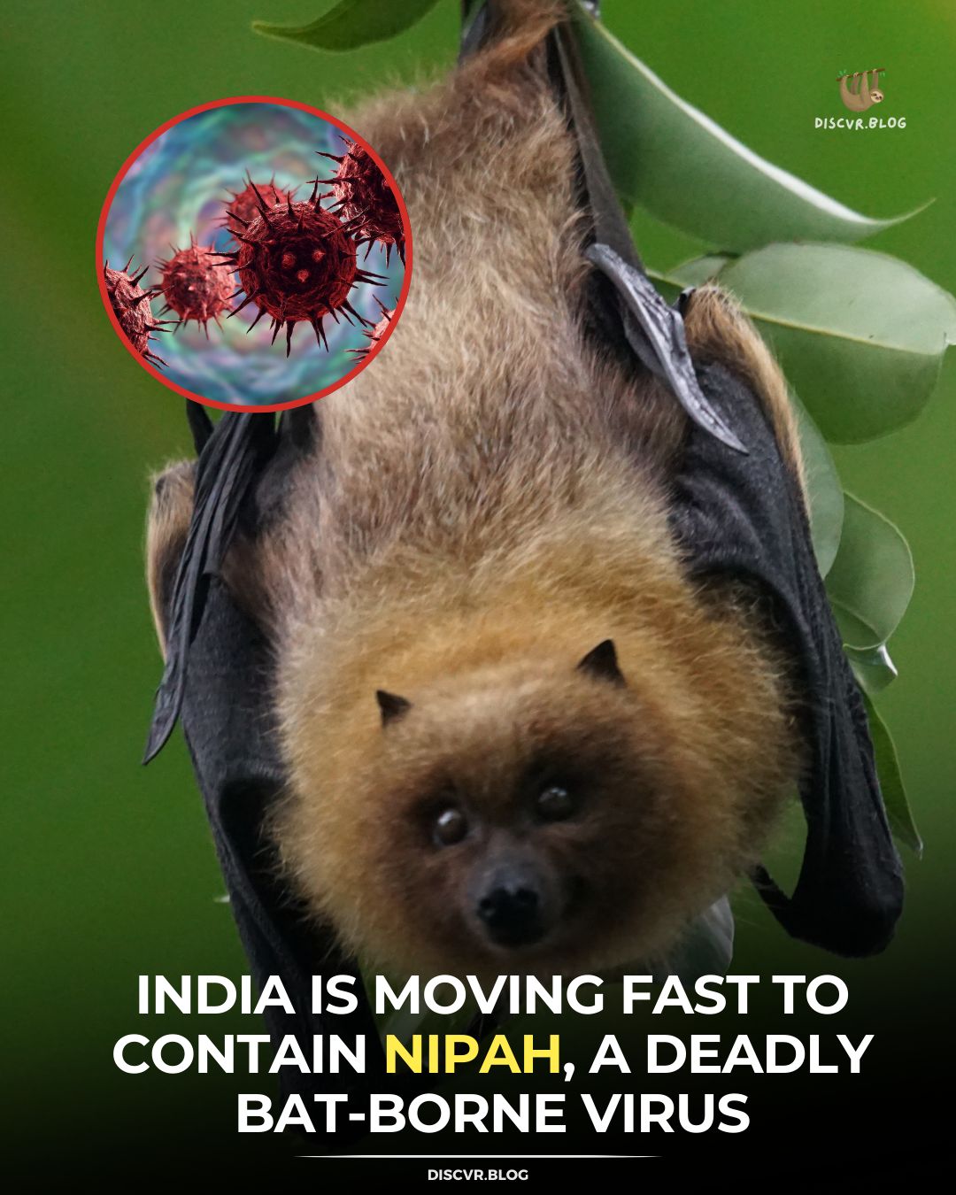 Discvr - A virus carried by bats can turn a normal fever into a medical ...