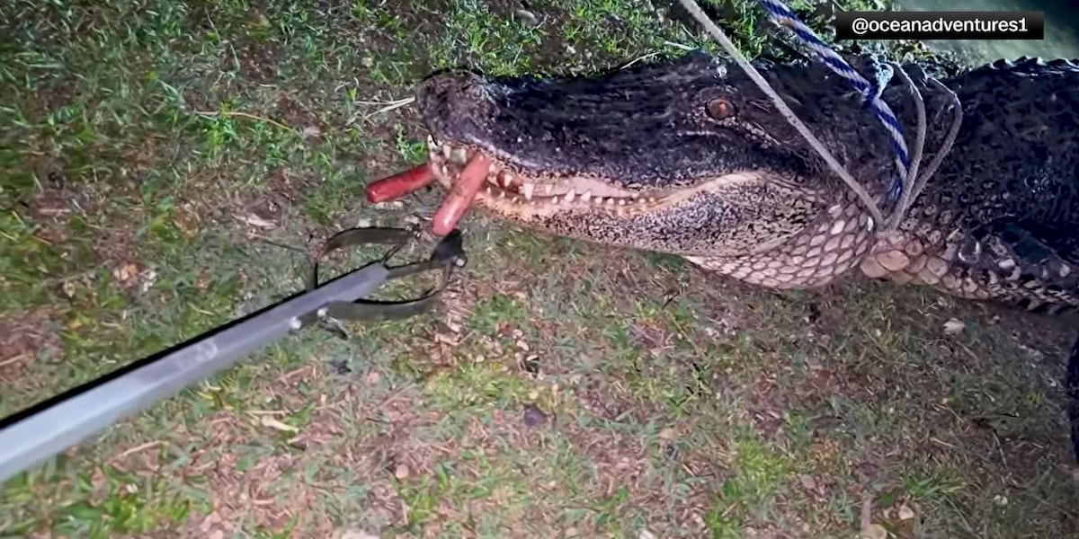 alligator hook weights picture frame Fish Net Gator Grabber Weighted Treble with 50ft Rope. Made in USA. : Sports & Outdoors The open Mega Magnetic Hook from Gator Magnetics takes your organisation to a whole new level Angler's wild catch turns into
