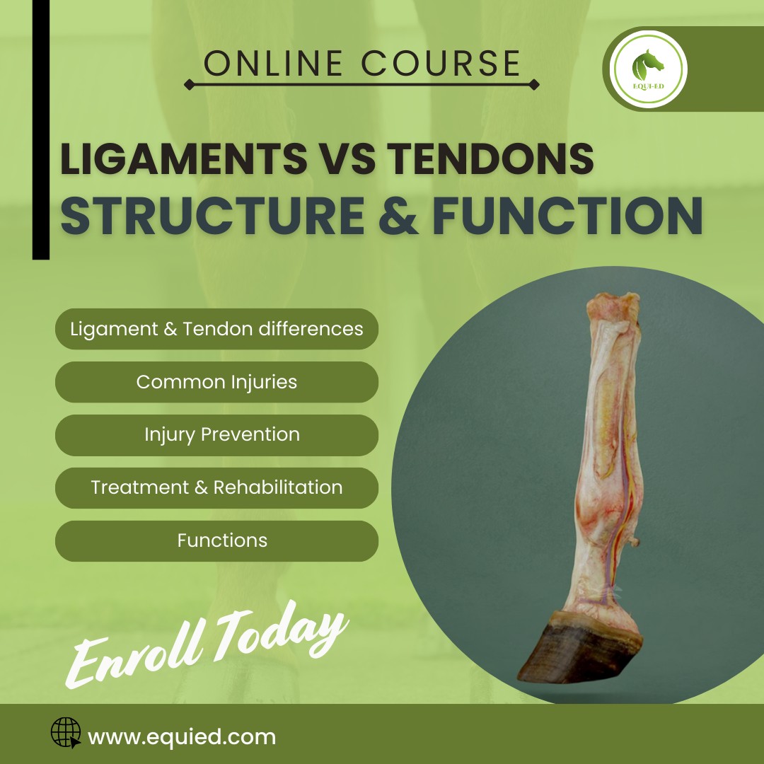 Equi-ed - Ever wondered what really makes ligaments and... | Facebook