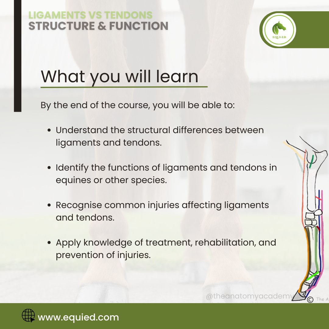 Equi-ed - Ever wondered what really makes ligaments and... | Facebook