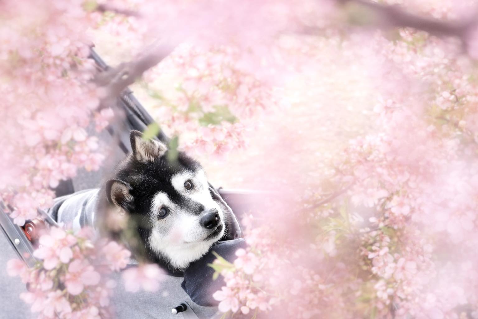 黒柴 蓮 (@kuroshiba.ren) • Facebook
