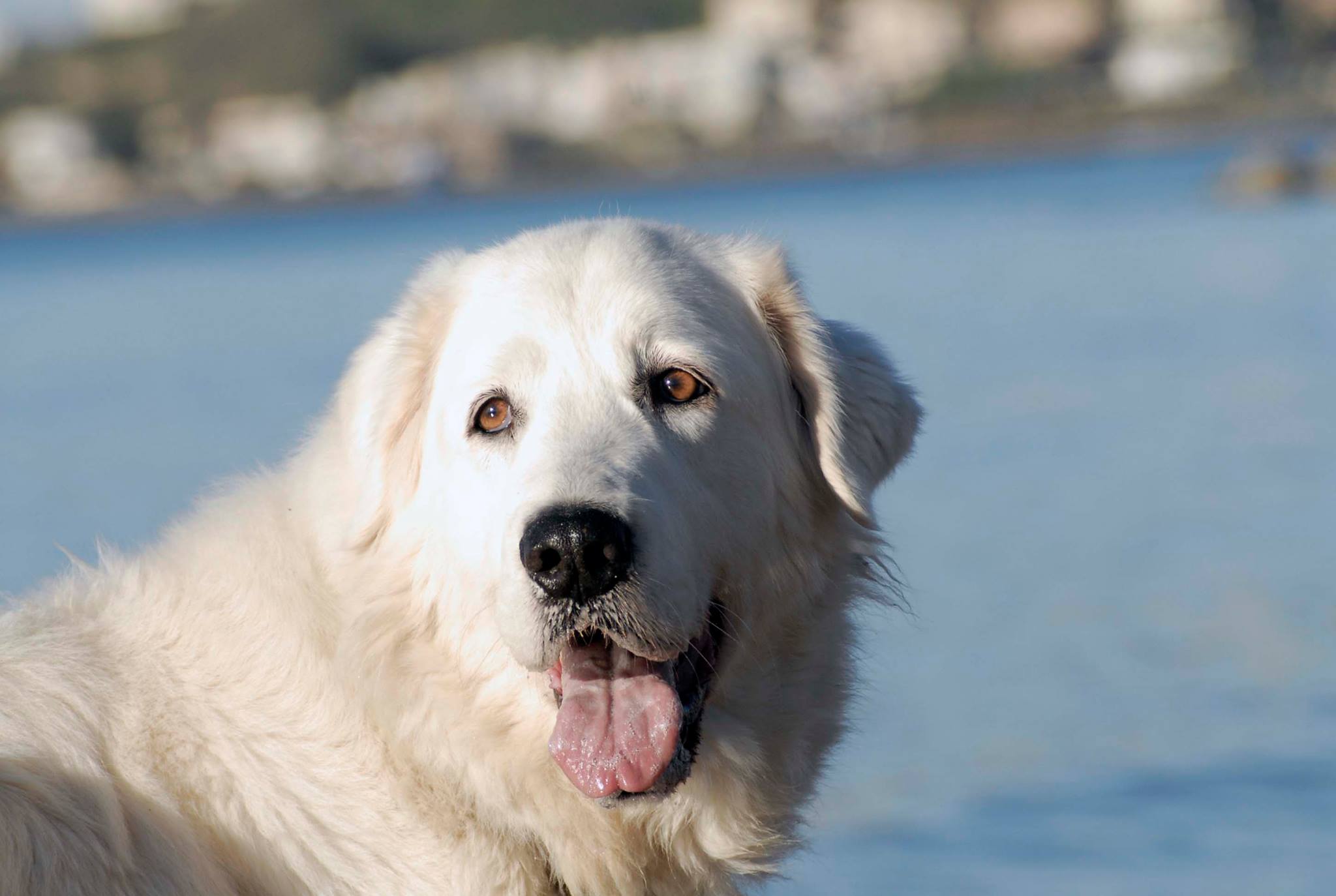 Cane da Pastore Maremmano Abruzzese