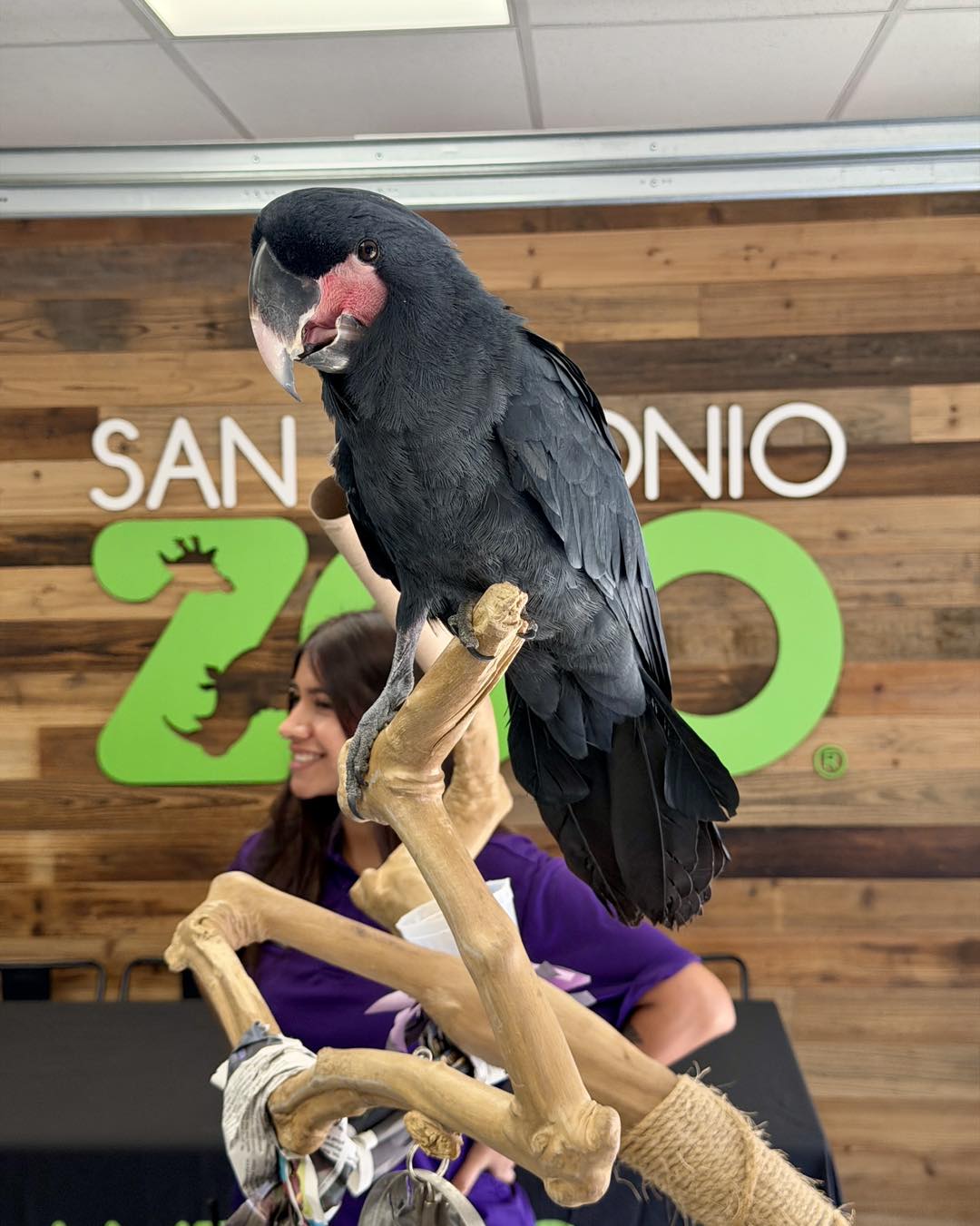San - Can you name this dinosaur from our Zoorassic Park exhibit
