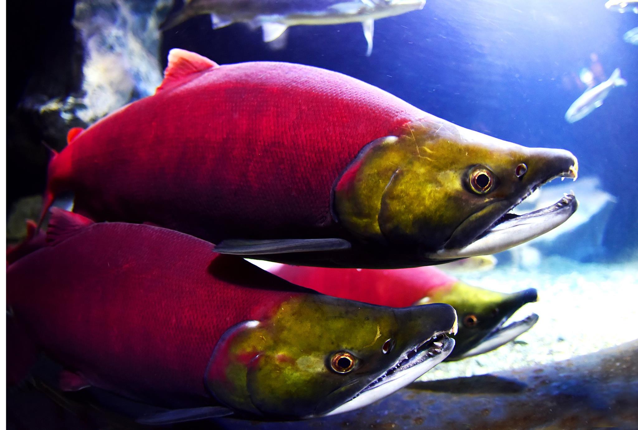 おたる水族館 - 見慣れているはずのスタッフも、つい見入ってしまう「ベニザケ」の展示が今年も始まりました。...