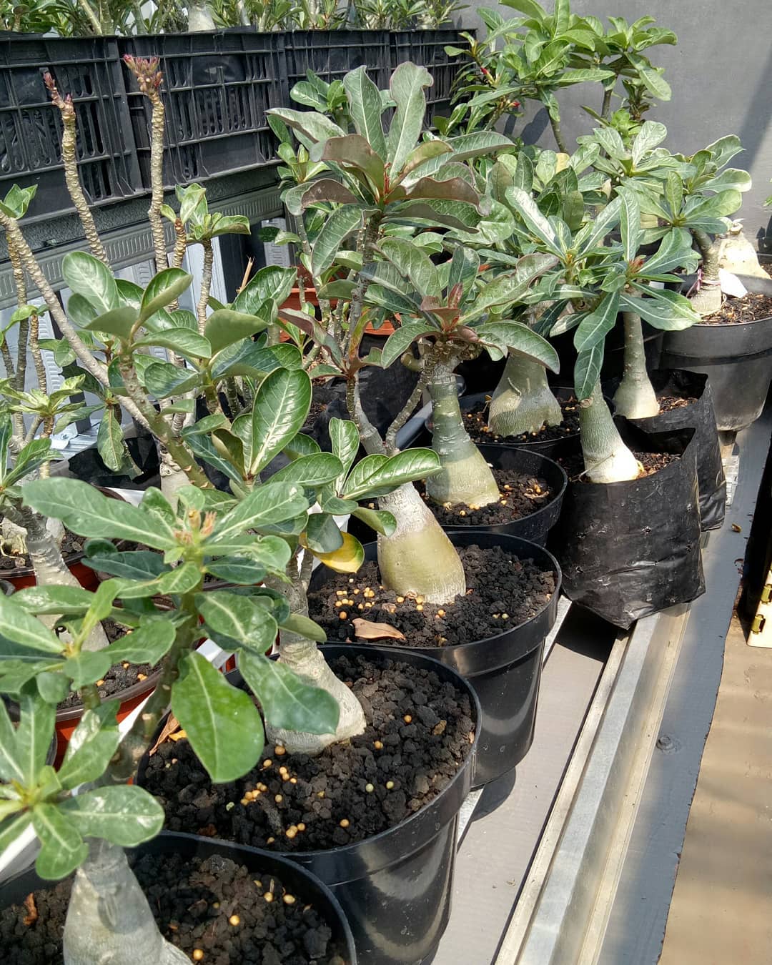 Gianium - Adenium bunga tumpuk size A, A plus, B dan B... | Facebook