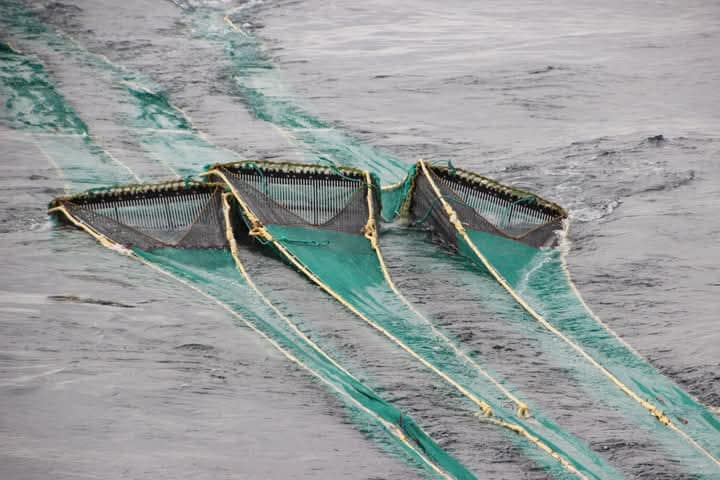 drag net fishing nsw Fish Large Trawl Trap Net Professional Seine Net Maximizes Catch for River Blocking Minnow Height 10FT*98FT Sports, Fitness & Outdoors Shop Diamond Networks - High