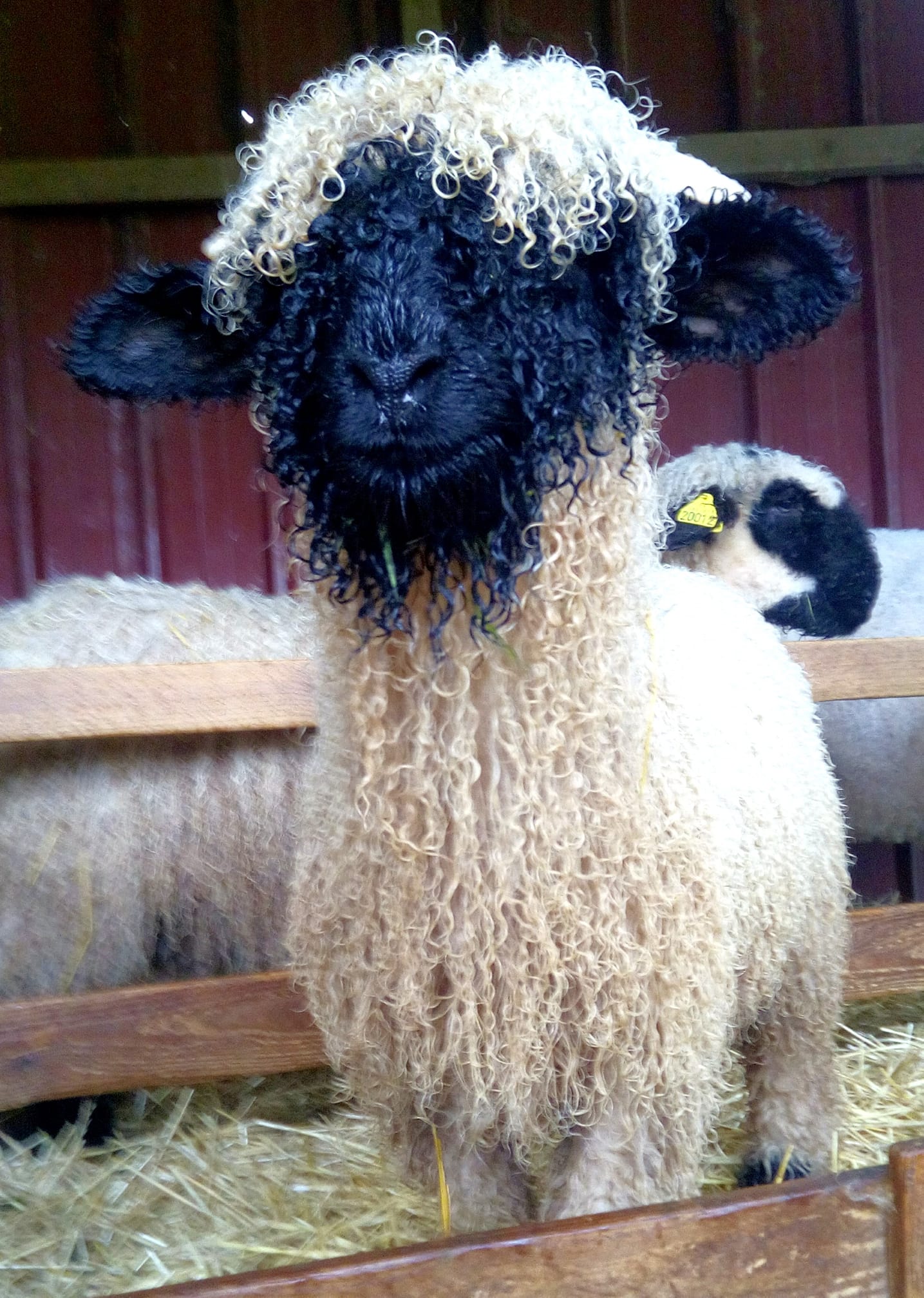 Nez Noir Du Valais à Vendre