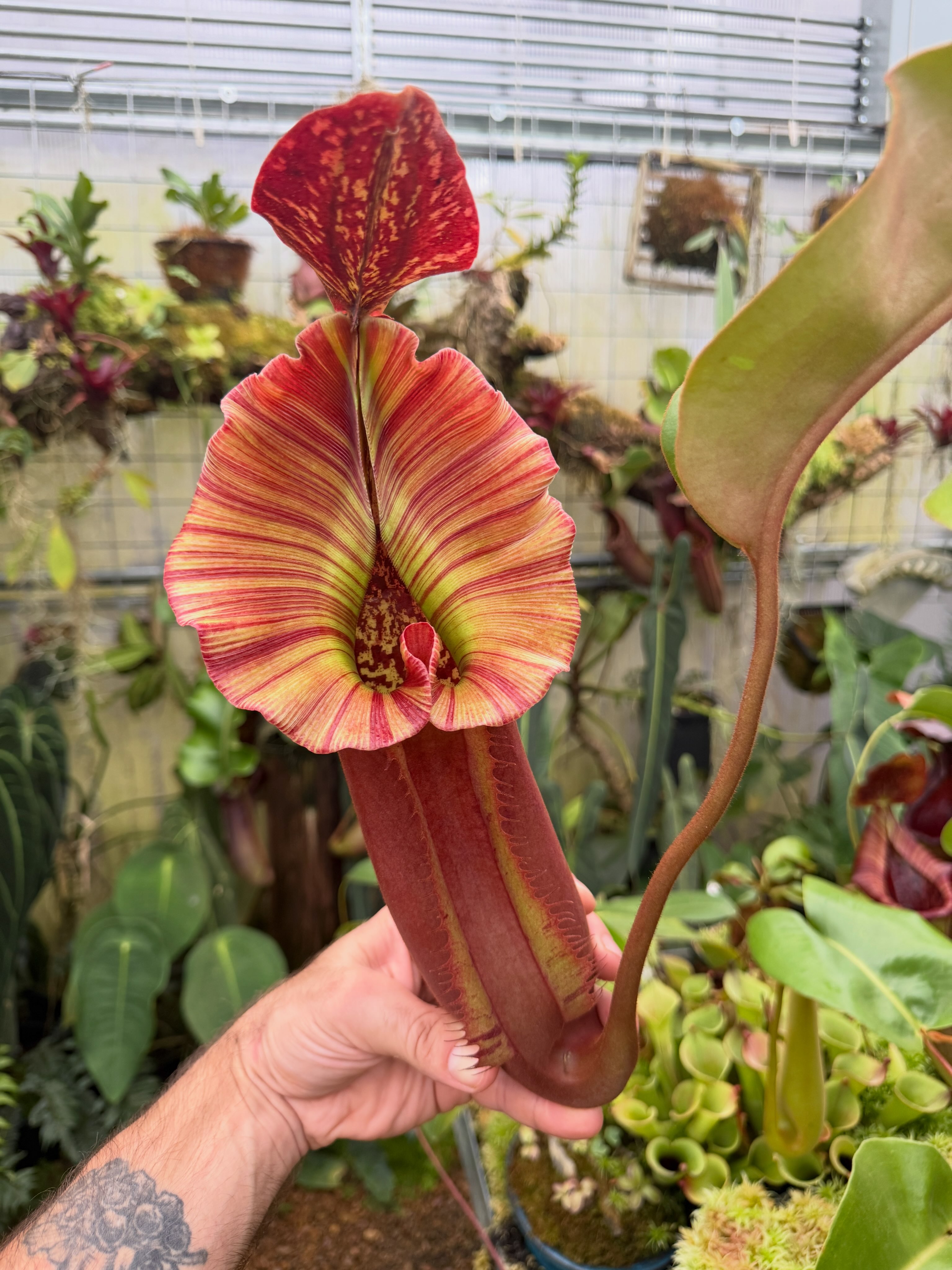 RedLeaf - Nepenthes veitchii 'Geoff Wong'💚 Our (x) grex with