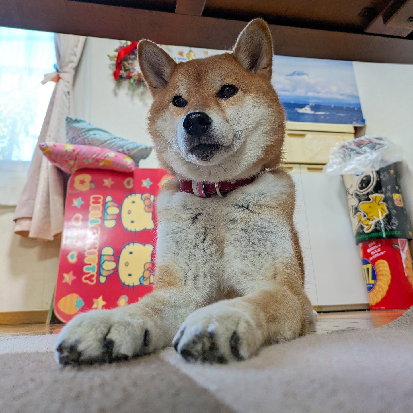 Shi-Ba【シーバ】+（プラス） (@ShiBa2929) • Facebook