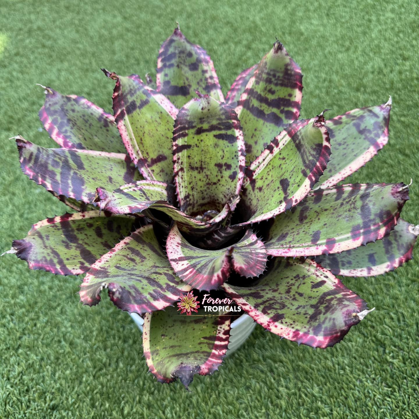 Neoregelia 'Highlander' bromeliad plant