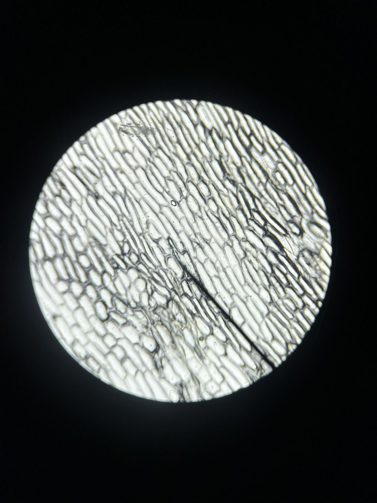 Boonah - 🔬 Academic Pillar | Year 8 Science in Action 🔬 Our Year 8 ...