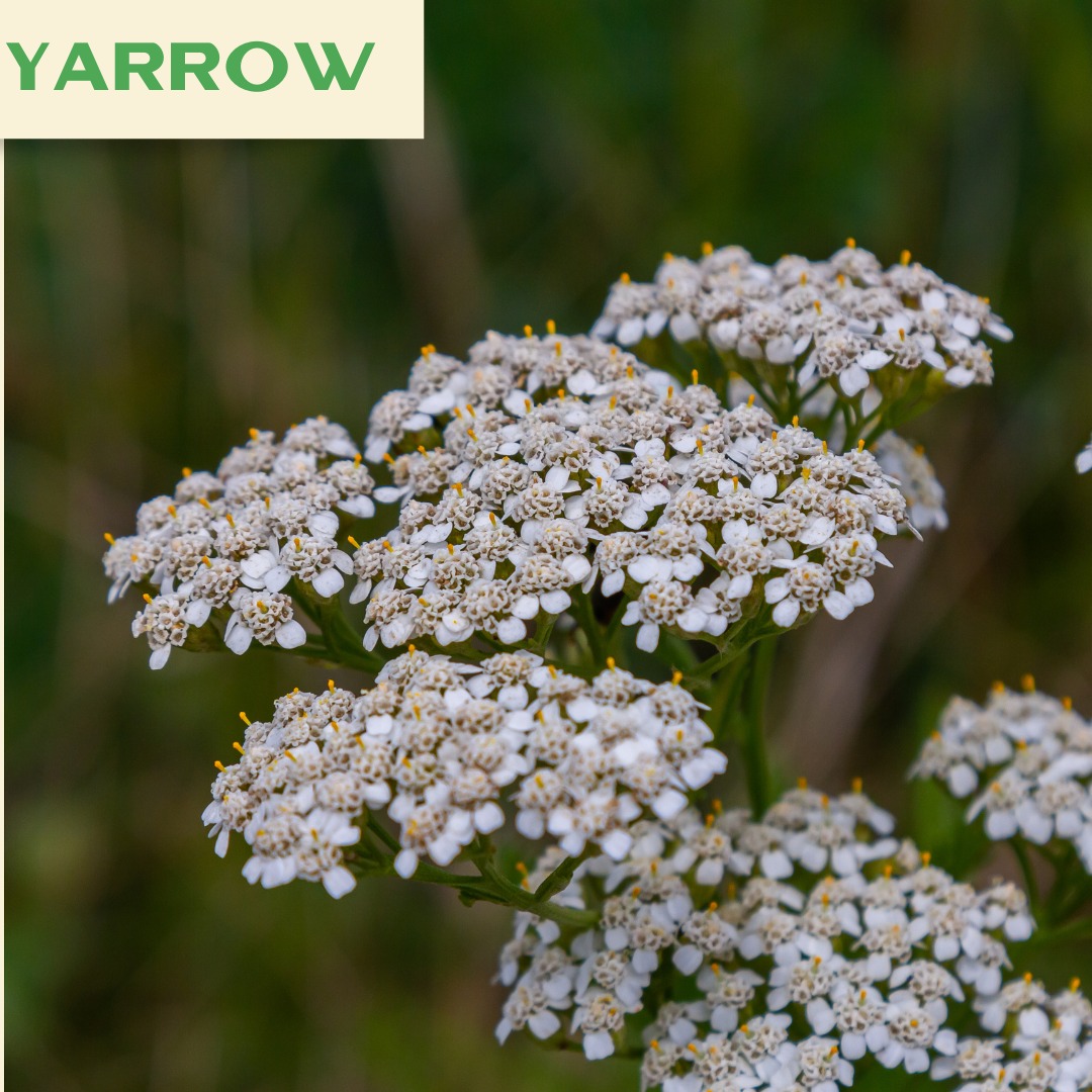 🌼 Common Yarrow – A Burst of... - Roots and Shoots Nursery | Facebook