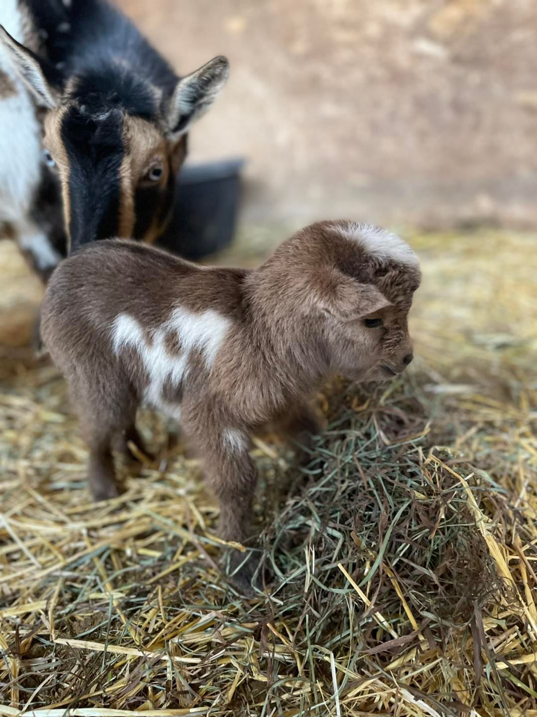 Backfield Farm - On Friday, this little guy passed away…we... | Facebook